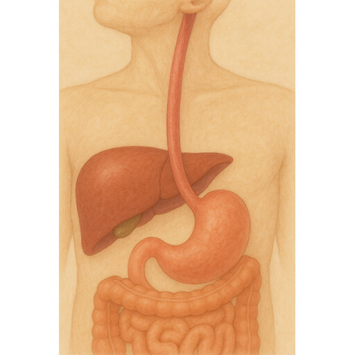 Esophagus