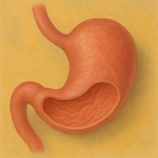 Stomach