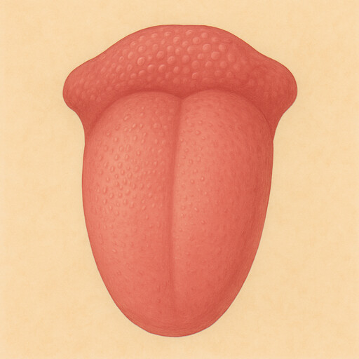 Tongue